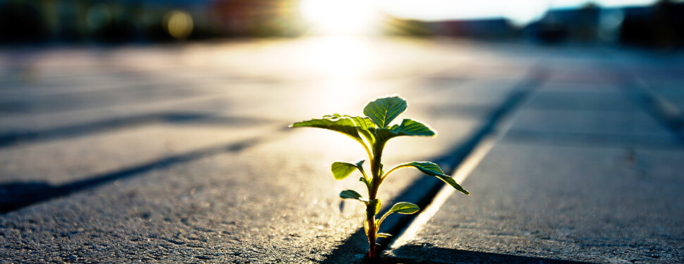 perspective spring 2020 cover - plant growing in pavement